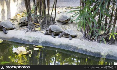 tortoises in the zoo