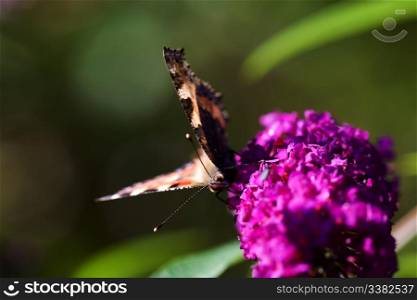Tortoiseshell Butterfly Nymphalis urticae on a purple plant summer lilac - buddleja davidii