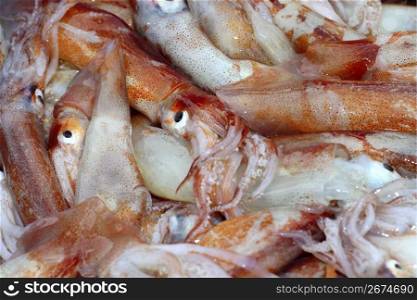 totena mediterranean squid seafood market background pattern