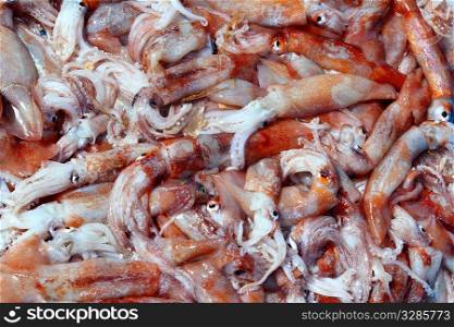 Totena squid Ommastrephes sagittatus seafood catch market