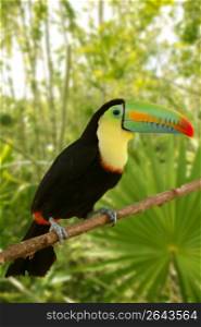 toucan kee billed Tamphastos sulfuratus on the jungle