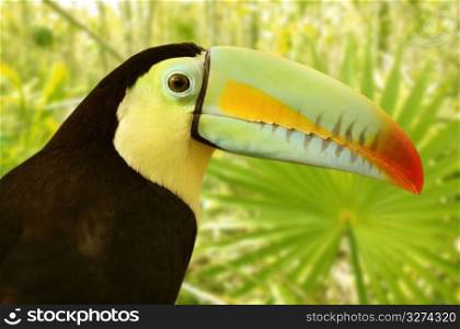 toucan kee billed Tamphastos sulfuratus on the jungle