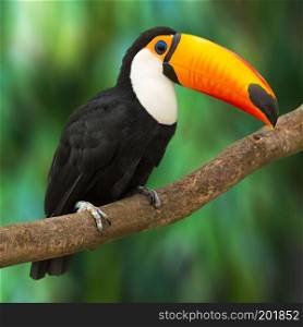 Toucan (Ramphastos Toco) sitting on tree branch in tropical forest or jungle
