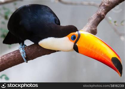 Toucan (Ramphastos toco) sitting on tree branch in tropical forest or jungle
