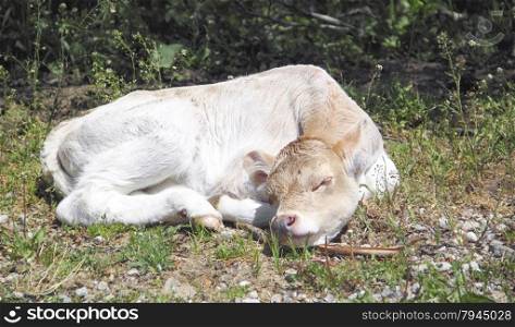 touching cute calf sleeping on the green grass, cute baby animals