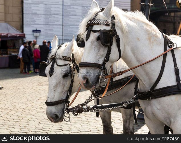 Tour horses in old European town. Summer tourism and travels, famous europe landmark, popular places and streets