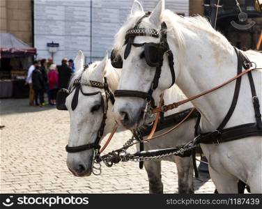Tour horses in old European town. Summer tourism and travels, famous europe landmark, popular places and streets