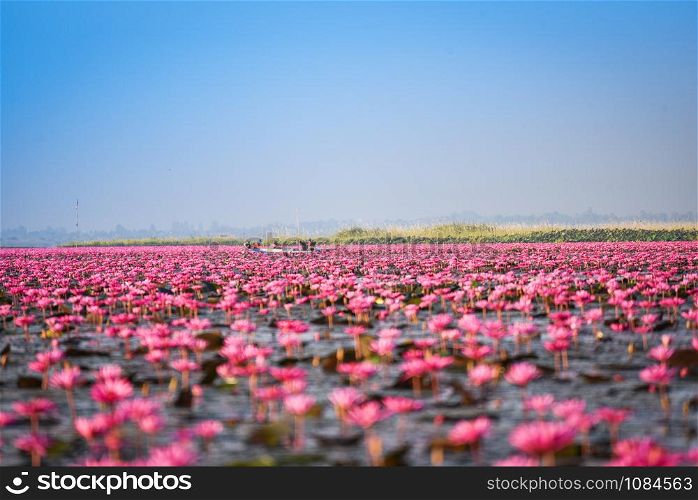 Tourist boat on the lake river with red lotus lily field pink flower on the water nature landscape in the morning landmark in Udon Thani Thailand