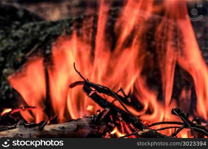 Tourist bonfire in the wild forest. A flame of fire in a dark forest.