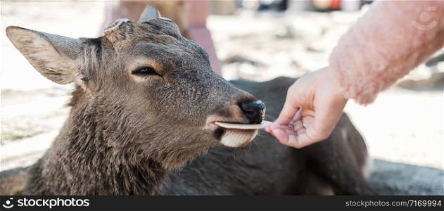Tourist feeding Deer around Nara park and Todaiji temple. Asian traveler visit in Nara near Osaka. landmark and popular for tourists attractions Japan. Asia travel concept