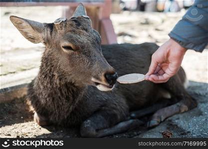 Tourist feeding Deer around Nara park and Todaiji temple. Asian traveler visit in Nara near Osaka. landmark and popular for tourists attractions Japan. Asia travel concept