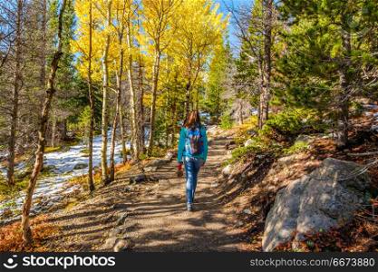 Tourist hiking in aspen grove at autumn. Woman tourist walking on trail in aspen grove at autumn in Rocky Mountain National Park. Colorado, USA.