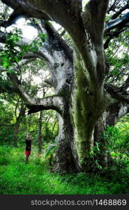 tourist take a pictures of a big BaoBab tree. La Digue. Seychelles