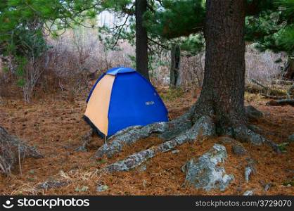 Tourist tent under conifers in wood