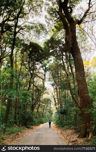 Tourist walking on small empty peaceful road among big trees in lush green forest at Meiji Jingu Shrine park - Tokyo green space