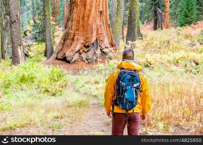 Tourist with backpack hiking in Sequoia National Park. California, United States.
