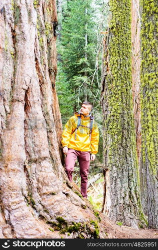 Tourist with backpack hiking in Sequoia National Park. California, United States.