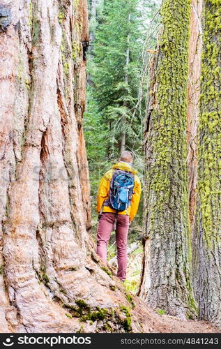 Tourist with backpack hiking in Sequoia National Park. California, United States.