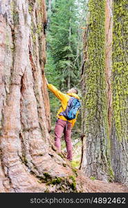 Tourist with backpack hiking in Sequoia National Park. California, United States.