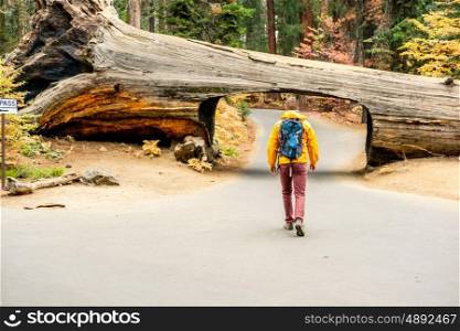 Tourist with backpack hiking in Sequoia National Park. California, United States.