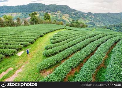 Tourist women on green tea plantation. Tourist women amidst the beautiful natural scenery of green tea plantation in the mountains on Doi Mae Salong in Chiang Rai is a famous tourist destination in northern Thailand