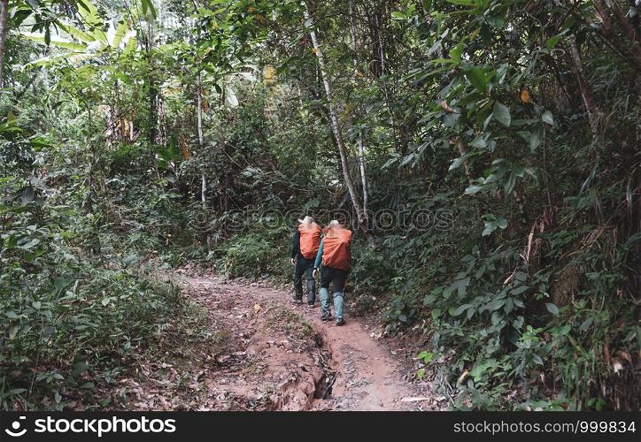 Tourists Hiking on the hillside. In the montane forest.