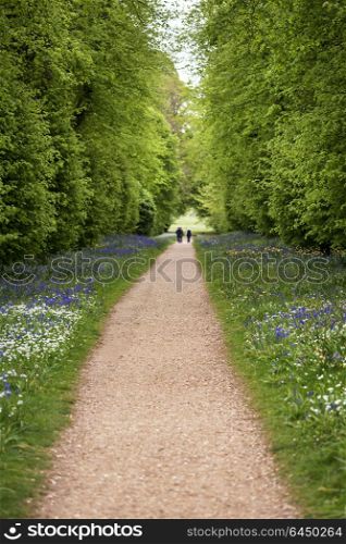 Tourists on footpath through bluebell forest landscape with wild garlic