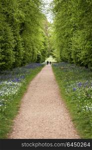 Tourists on footpath through bluebell forest landscape with wild garlic