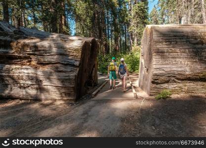 Tourists with backpack hiking among sequoia redwoods. Tourists with backpack hiking in Calaveras Big Trees State Park. California, United States.