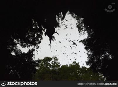 tousands of swifts bird and bath in the Pangmapha cave near the village of Soppong in the north provinz of Mae Hong Son in the north of Thailand in Southeastasia.. ASIA THAILAND MAE HONG SON SOPPONG