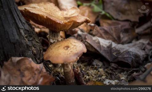 Tow mushrooms near the tree closeup