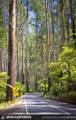 Towering trees and tree ferns in the forest along the Black Spur in the Yarra Valley, Victoria, Australia