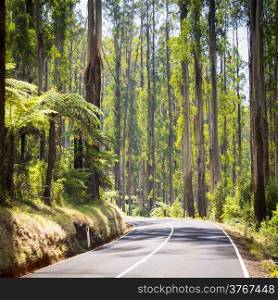 Towering trees and tree ferns in the forest along the Black Spur in the Yarra Valley, Victoria, Australia