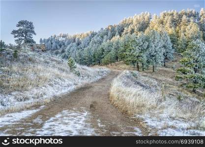 Towers Trail in Horsetooth Mountain Park in northern Colorado, late fall or early winter scenery with pine trees covered by frost