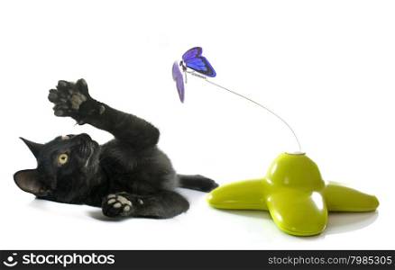 toy for cat in front of white background