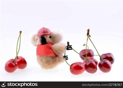 Toy koala collecting Sweet cherries isolated on a white background