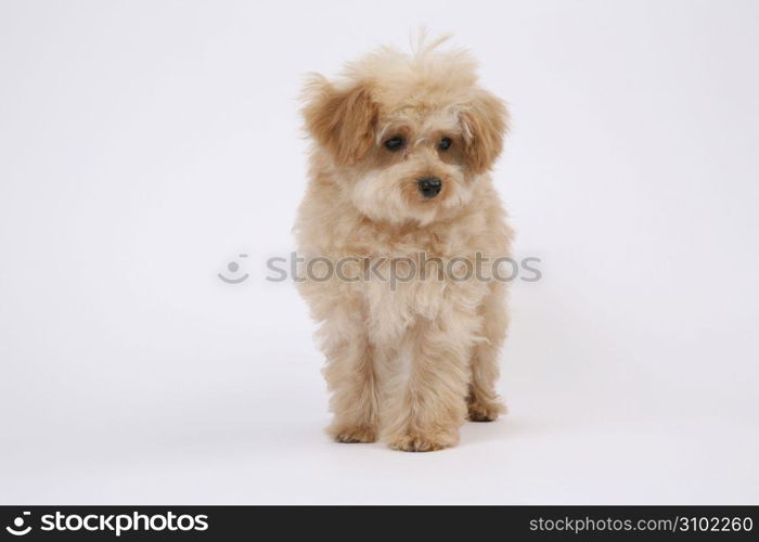 Toy poodle