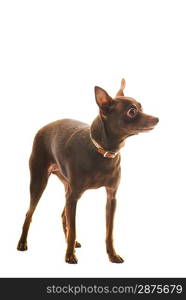 Toy terrier isolated on white background