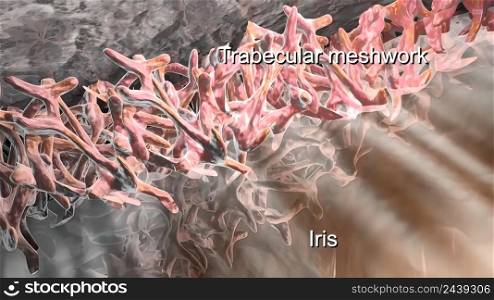 Trabecular meshwork is the area of tissue found around the base of the cornea, near the ciliary body 3D illustration. Trabecular meshwork is the area of tissue found around the base of the cornea, near the ciliary body