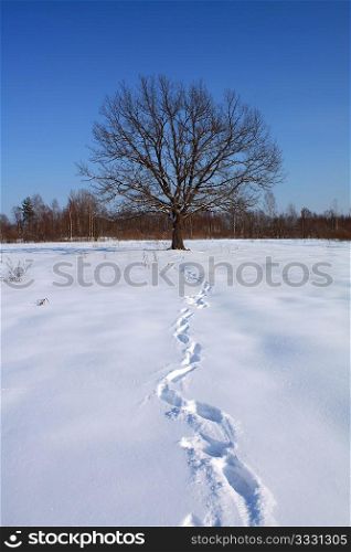 traces in snow