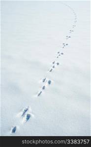 Traces of a hare on a snow. A print of paws on a winter floor