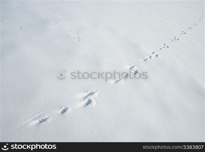 Traces of a hare on a snow. A print of paws on a winter floor