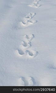 Traces of a hare on a white snow