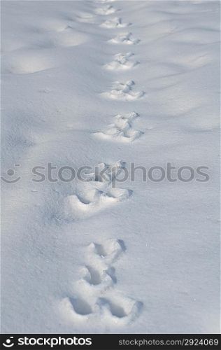 Traces of a hare on the white snow