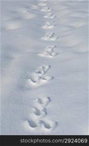 Traces of a hare on the white snow