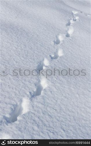 Traces of hare in the snow .