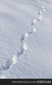 Traces of hare in the snow .