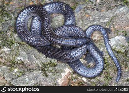 Trachisicum fuscum. commonly called Slender Snake. A burrowing species. found in the montane forest of Arunachal Pradesh. India
