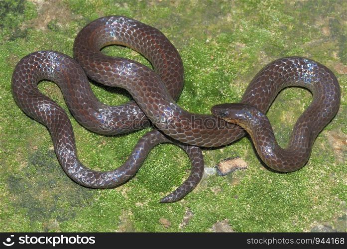Trachisicum monticola. commonly called Slender Snake. A burrowing species. found in the montane forest of Arunachal Pradesh. India