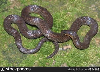 Trachisicum monticola. commonly called Slender Snake. A burrowing species. found in the montane forest of Arunachal Pradesh. India